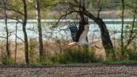 Wiosenne akcenty na mazurskich łąkach, maj 2021 r. - zdjęcie 8