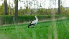 Wiosenne akcenty na mazurskich łąkach, maj 2021 r. - zdjęcie 1