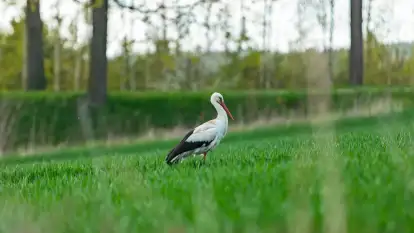 Wiosenne akcenty na mazurskich łąkach, maj 2021 r.