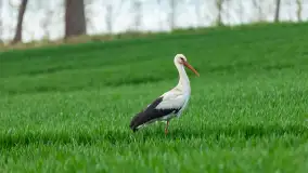 Wiosenne akcenty na mazurskich łąkach, maj 2021 r. - zdjęcie 16