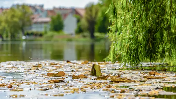 Wiosna w Kętrzynie, maj 2021 r. - zdjęcie 11