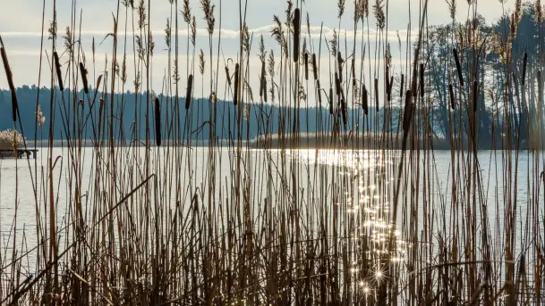 Kanał Kula i mazurska zima... bez śniegu, styczeń 2025 r. - zdjęcie 4