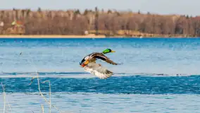 Przedwiośnie na przystani Leśny Zakątek, jezioro Mamry, marzec 2025 r. - zdjęcie 12