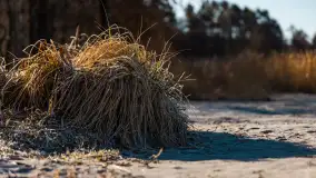 Pole biwakowe nad jeziorem Śniardwy. Okartowo, marze  2025r. - zdjęcie 34