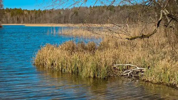 Rezerwat Przyrody Krutynia na wiosennych ujęciach, kwiecień 2025 r. - zdjęcie 7