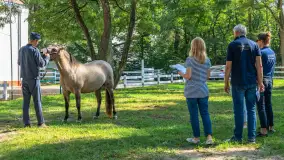 Fotorelacja - 70 lat konika polskiego w Popielnie – jubileuszowe spotkanie - zdjęcie 12