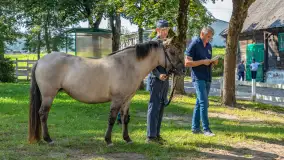 Fotorelacja - 70 lat konika polskiego w Popielnie – jubileuszowe spotkanie - zdjęcie 1
