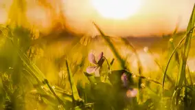 Wiosenne kadry o wschodzie słońca na Bełdanami, kwiecień 2025 r. - zdjęcie 24