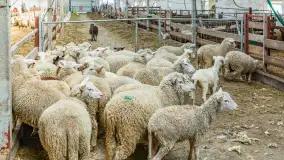 Fotorelacja z IV Redyku Mazurskiego, 04 października 2025 r. - zdjęcie 96