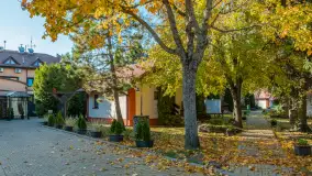 Jesienna wersja Ognistego Ptaka w Ogonkach, październik 2025 r. - zdjęcie 11