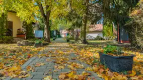 Jesienna wersja Ognistego Ptaka w Ogonkach, październik 2025 r. - zdjęcie 16