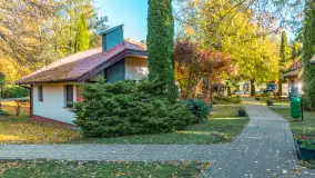 Jesienna wersja Ognistego Ptaka w Ogonkach, październik 2025 r. - zdjęcie 26