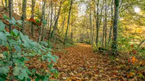 Jesień w Rezerwacie Przyrody Krutynia, październik 2025 r. - zdjęcie 21