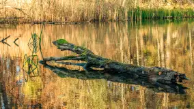 Jesień w Rezerwacie Przyrody Krutynia, październik 2025 r. - zdjęcie 63