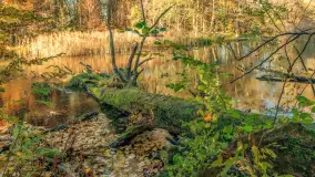 Jesień w Rezerwacie Przyrody Krutynia, październik 2025 r. - zdjęcie 54