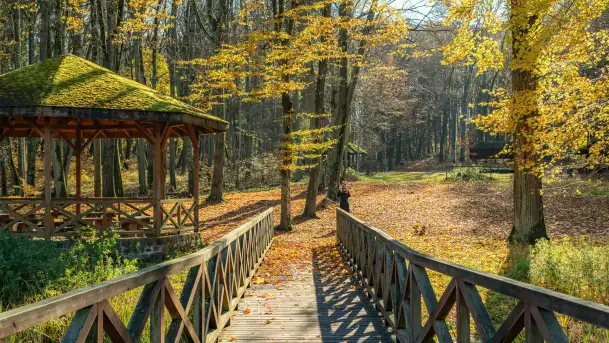 Spacer po Lesie Miejskim w Giżycku, listopad 2025 r.