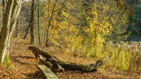 Spacer po Lesie Miejskim w Giżycku, listopad 2025 r. - zdjęcie 58