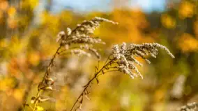 Spacer po Lesie Miejskim w Giżycku, listopad 2025 r. - zdjęcie 17