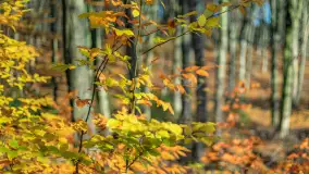 Spacer po Lesie Miejskim w Giżycku, listopad 2025 r. - zdjęcie 21