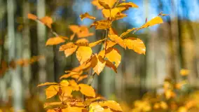 Spacer po Lesie Miejskim w Giżycku, listopad 2025 r. - zdjęcie 33