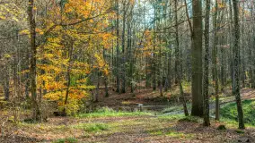 Spacer po Lesie Miejskim w Giżycku, listopad 2025 r. - zdjęcie 53