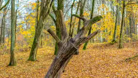 Spacer po Lesie Miejskim w Giżycku, listopad 2025 r. - zdjęcie 13