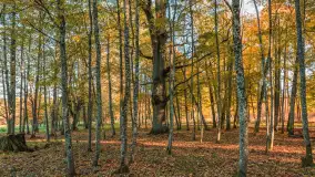 Jesień w Rezerwacie Przyrody Sztynort, październik 2025 r. - zdjęcie 11