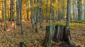 Jesień w Rezerwacie Przyrody Sztynort, październik 2025 r. - zdjęcie 20