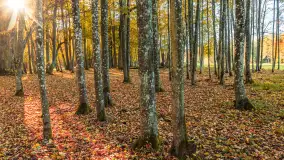 Jesień w Rezerwacie Przyrody Sztynort, październik 2025 r. - zdjęcie 6