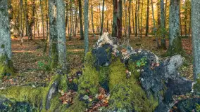 Jesień w Rezerwacie Przyrody Sztynort, październik 2025 r. - zdjęcie 24