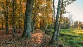 Jesień w Rezerwacie Przyrody Sztynort, październik 2025 r. - zdjęcie 8