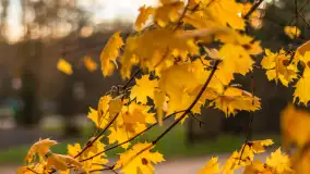 Końcówka mazurskiej, złotej jesieni, listopad 2025 r. - zdjęcie 7