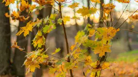 Końcówka mazurskiej, złotej jesieni, listopad 2025 r. - zdjęcie 2