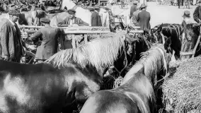 Wkrótce ożywimy AI pocztówki ze Węgorzewa / Angerburg - zdjęcie 53