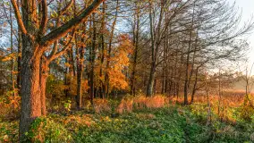 Zachód słońca, końcówka kolorów jesieni w Sztynorcie, listopad 2025 r. - zdjęcie 17