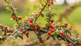 Końcówka jesieni w Pięknym Brzegu, nad jeziorem Święcajty, listopad 2025 r. - zdjęcie 8