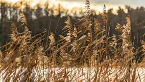 Jezioro Krzywa Kuta między jesienią, a zimą, listopad 2025 r. - zdjęcie 7