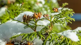 Słoneczna zima w Łabędzim Ostrowiu, luty 2025 r. - zdjęcie 10