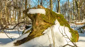 Słoneczna zima w Łabędzim Ostrowiu, luty 2025 r. - zdjęcie 42