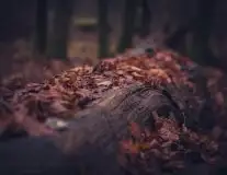 Z zamiłowania do przyrody, w fotografii Mariusza Kulisia - zdjęcie 31