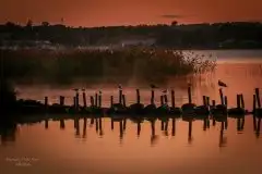 Z zamiłowania do przyrody, w fotografii Mariusza Kulisia - zdjęcie 1