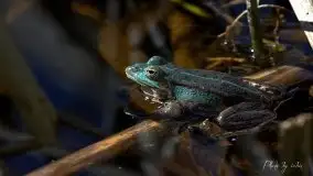 Zdjęcia: Miłośnicy Mazur - magia w zdjęciach Grzegorza - zdjęcie 36