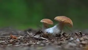 Zdjęcia: Miłośnicy Mazur - magia w zdjęciach Grzegorza - zdjęcie 35