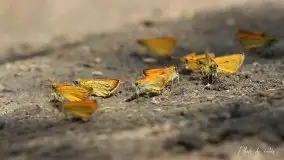 Zdjęcia: Miłośnicy Mazur - magia w zdjęciach Grzegorza - zdjęcie 11