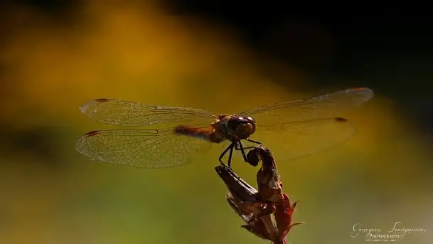 Zdjęcia: Miłośnicy Mazur - magia w zdjęciach Grzegorza - zdjęcie 5