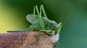 Zdjęcia: Miłośnicy Mazur - Zwykłe, czy niezwykłe... życie - zdjęcie 12