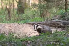 Zdjęcia: Miłośnicy Mazur - zobacz piękno niesamowitej mazurskiej przyrody - zdjęcie 42