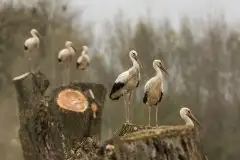 Zdjęcia: Miłośnicy Mazur - zobacz piękno niesamowitej mazurskiej przyrody - zdjęcie 25