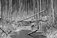 Zdjęcia: Miłośnicy Mazur - zobacz piękno niesamowitej mazurskiej przyrody - zdjęcie 23