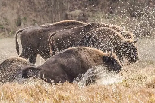 Zdjęcia: Miłośnicy Mazur - zobacz piękno niesamowitej mazurskiej przyrody - zdjęcie 9